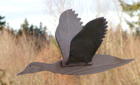 Flying Duck