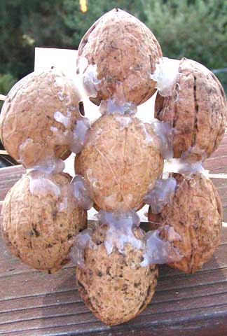 Glue the Walnut Shells Together