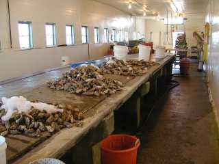 Oyster Table