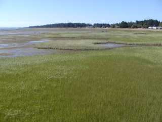 Willapa Bay