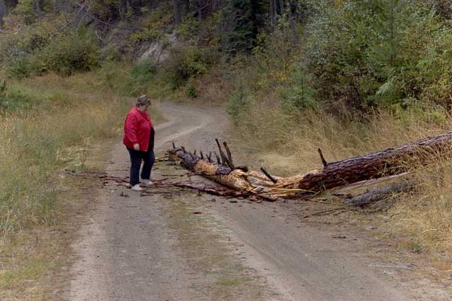 Tree in the road