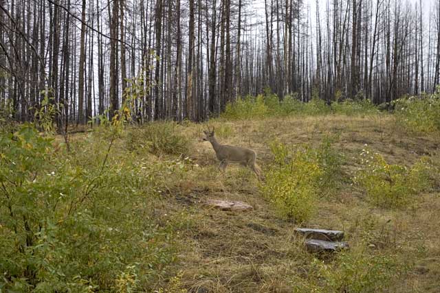 Deer