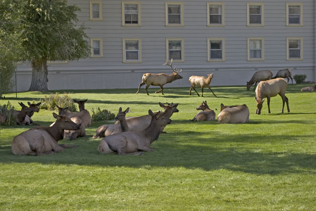 Elk Mating