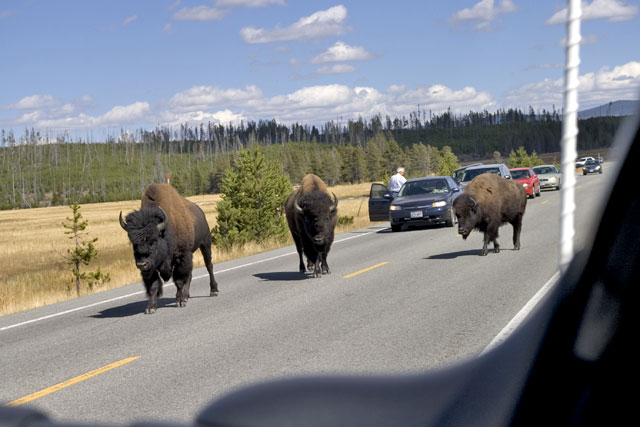 Bison on the road