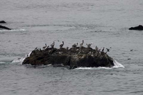 Sea Birds