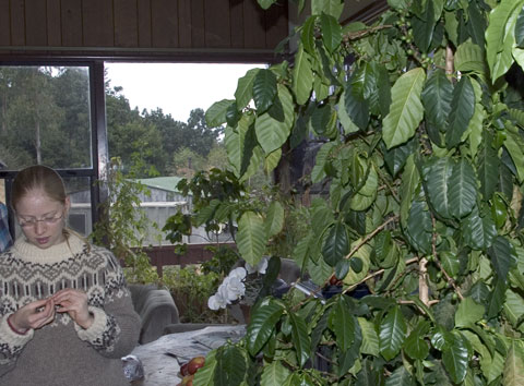 Coffee Bean Tree