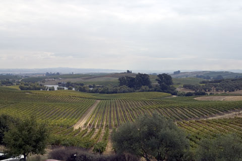 View from Artesa