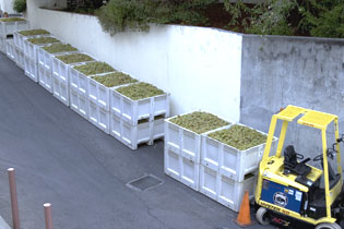 Grapes Arrive