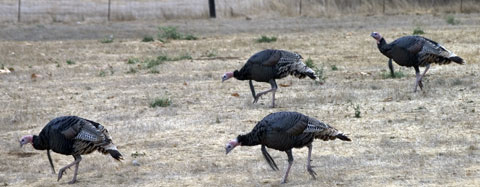 Wild Turkeys