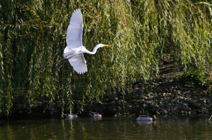 Snowy Egret