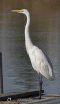 Snowy Egret
