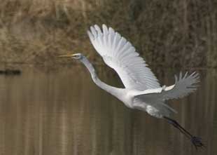 Snowy Egret