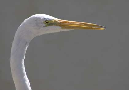 Snowy Egret