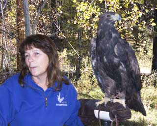 Golden Eagle