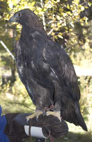 Golden Eagle