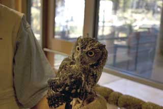 Screech Owl